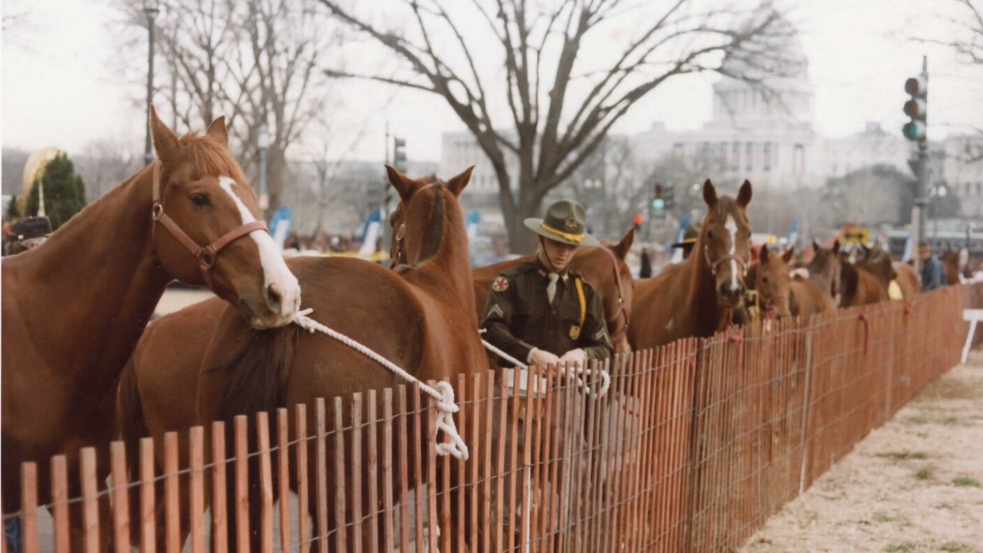 Cadet in between horses.